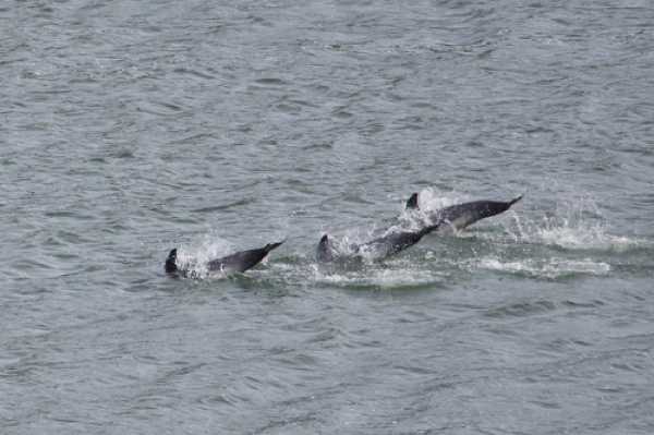 17 January 2021 - 11-15-46
....and splashdown.
--------------------------
Dolphins in the river Dart, Dartmouth